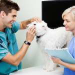 veterinarians-tampa-oaktree-animal-hospital-tampa